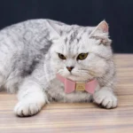 Un American Shorthair portant le Collier Chien Personnalisé Poli rose