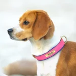 Beagle curieux avec un collier rose, symbole daffection et de joie canine.