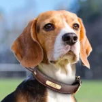 Un Beagle portant le Collier Chien Cuir Personnalisé à Poignée