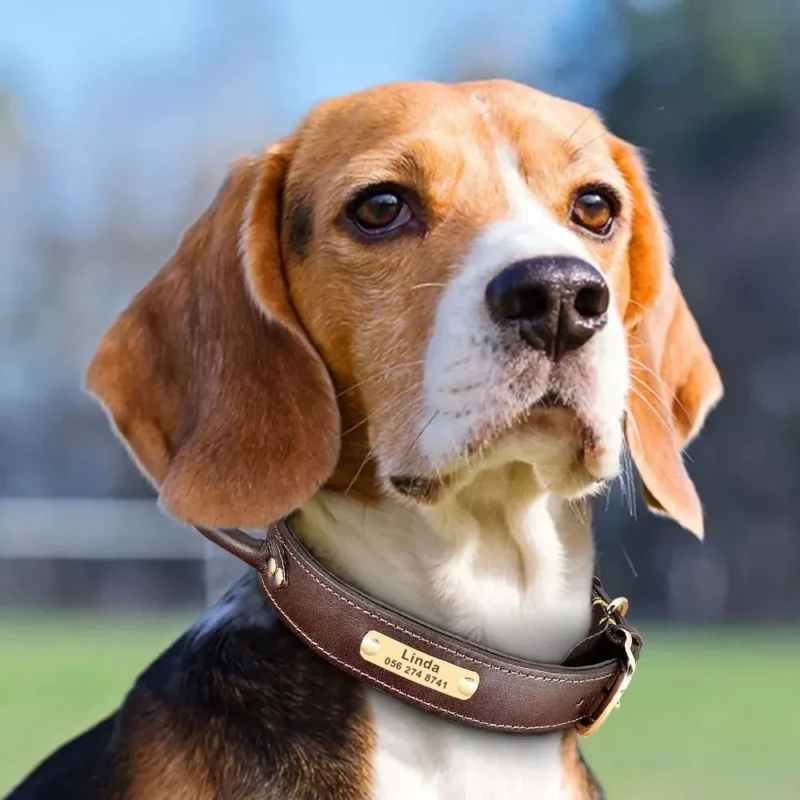 Un Beagle portant le Collier Chien Cuir Personnalisé à Poignée