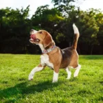 Un Beagle portant un collier Chien Personnalisé à Poignée Kontrolle en train de jouer dans l'herbe