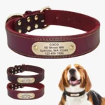 Un Beagle portant le Collier Chien Personnalisé Cuir Camaïeu