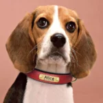 Beagle curieux avec un collier rouge, sur fond rose, exprime sa personnalité amicale.