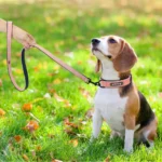 Beagle tricolore en promenade dans un jardin dautomne, entre feuilles colorées et lumière douce.