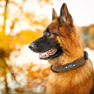 Un Berger Allemand portant le Collier Chien Personnalisé Daim Beauty