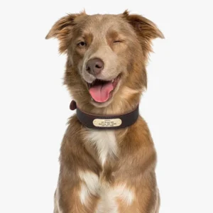 Un Border Collie portant le Collier Chien Personnalisé Cuir Camaïeu, souriant