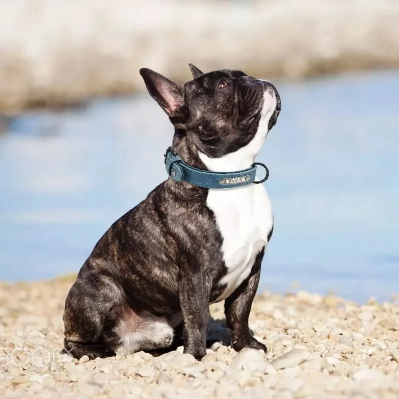 Un Bouledogue Français portant le Collier Chien Personnalisé Daim Beauty