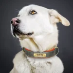 Chien blanc Bobby avec collier orange, intelligent et curieux, portrait stylisé.