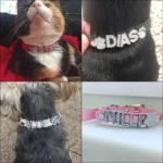 Un chien et un chat portant le Collier Pour Chien Personnalisé Cristo