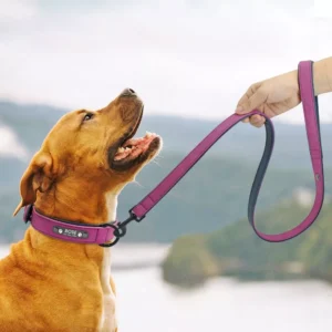 Chien heureux avec collier violet en pleine nature, partageant un moment joyeux avec son maître.