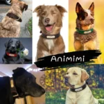 Des chiens portant le Collier Chien Personnalisé Cuir Camaïeu