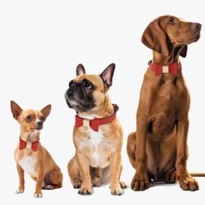 Collier Chien Personnalisé Poli adapté aux petits et grands chiens