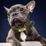 French Bulldog gris Bella avec collier vert et orange, expression joyeuse et attachante.