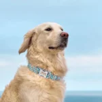 Un Golden Retriever portant un collier Chien Personnalisé Chien Exoti bleu, très élégant