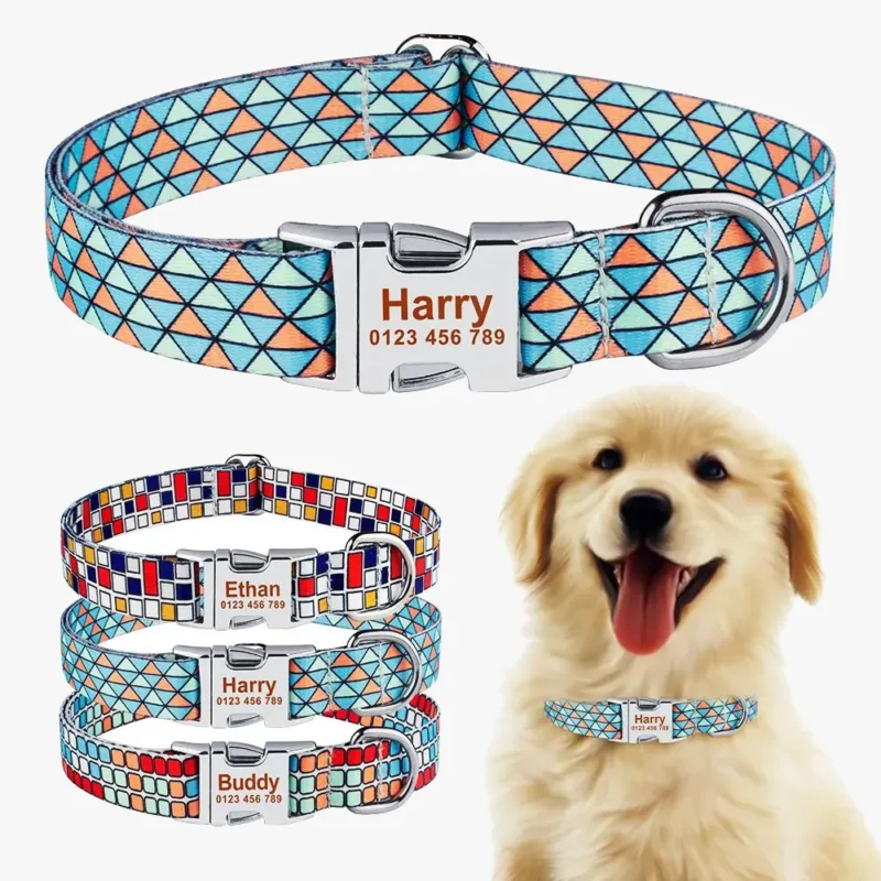 Un Golden Retriever portant un collier Chien Personnalisé Chien Exoti bleu vert orange