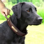 Un Labrador noir portant le Collier Chien Cuir Personnalisé à Poignée