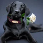 Un Labrador noir portant le Collier Chien Personnalisé Cuir Camaïeu, très élégant