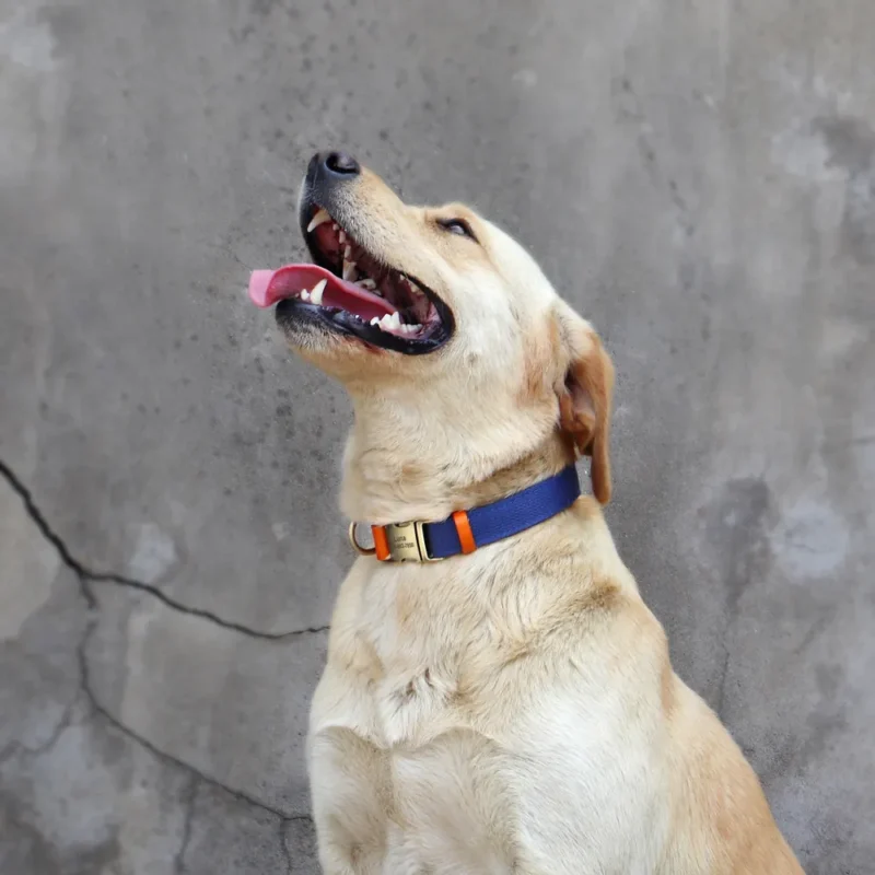 Un Labrador portant le Collier Personnalisé Chien Art de Cuir & Nylon bleu