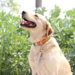 Un Labrador portant le Collier Personnalisé Chien Art de Cuir & Nylon vert