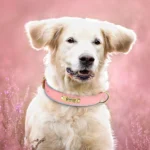 Golden retriever joyeux avec collier rose sur fond doux et coloré.