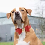 Saint Bernard portant un Collier Chien Personnalisé Poli rouge