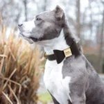 Staffordshire Bull Terrier portant un Collier Chien Personnalisé Poli