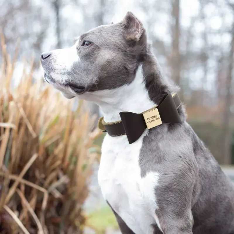 Staffordshire Bull Terrier portant un Collier Chien Personnalisé Poli