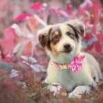 Mignon chiot australien dans un décor floral vibrant et joyeux.