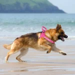 Berger allemand Bobby samusant sur la plage, éclaboussant leau avec joie.