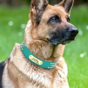 Un Berger Allemand portant un Collier Chien Cuir Personnalisé Du Rock vert, très élégant