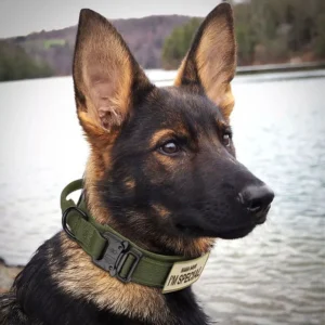 Un Berger Allemand portant un Collier Chien Personnalisé à Poignée Kontrolle vert