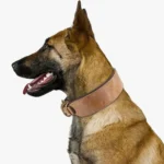 Un Berger Allemand portant un Collier Chien Personnalisé Double Cuir Coloré marron