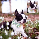 Boston Terrier élégant avec nœud papillon parmi des fleurs de neige au printemps.