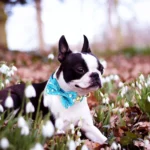 Boston Terrier avec un nœud papillon parmi des fleurs de perce-neige au printemps.