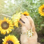 Un golden retriever joue avec des tournesols dans un jardin ensoleillé.