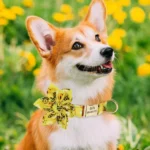 Corgi heureux dans un champ de pissenlits jaunes, éblouissant et joyeux.