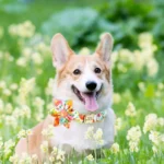 Corgi heureux dans un champ de fleurs jaunes, ajoutant joie et charme à la nature.