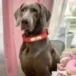 Un grand Danemark noir portant un Collier Chien Personnalisé Multicolore Boho Brodé rouge, très élégant