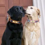 Deux Labradors portant un Collier Chien Personnalisé Multicolore Boho Brodé, très élégant