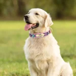 Un Golden Retriever portant un Collier Chien Personnalisé Multicolore Boho Brodé en couleur rose, magnifique