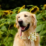 Golden retriever joyeux parmi des tournesols éclatants dans un cadre naturel enchanteur.