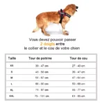 Harnais pour golden retriever : confort, sécurité et guide des tailles en centimètres.