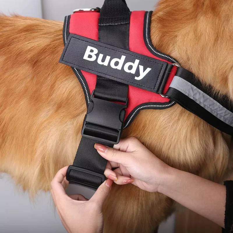 Harnais rouge pour golden retriever, assurant confort et sécurité lors des promenades.