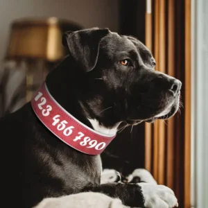 Un Labrador noir portant un Collier Chien Personnalisé Double Cuir Coloré rouge