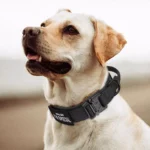 Un Labrador portant un Collier Chien Personnalisé à Poignée Kontrolle noir