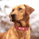 Un Labrador portant le Collier Chien Personnalisé Cuir Punk rouge