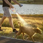 Promenade dun chien retriever au bord dun lac sous un soleil radieux.