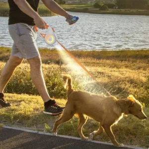 Promenade dun chien retriever au bord dun lac sous un soleil radieux.