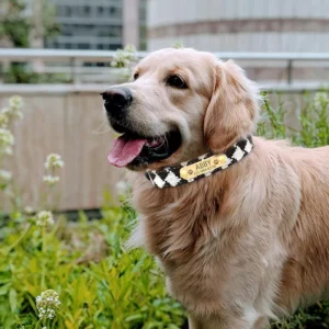 Golden retriever joyeux avec collier Abby dans un cadre naturel verdoyant.