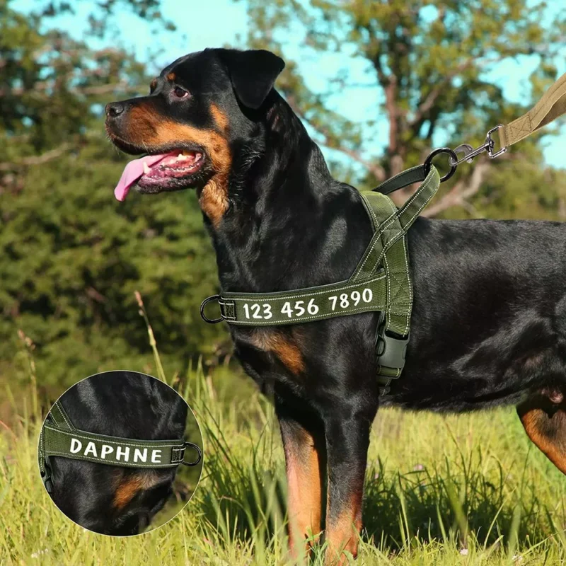 Rottweiler Daphne en harnais militaire dans un cadre naturel lumineux et verdoyant.
